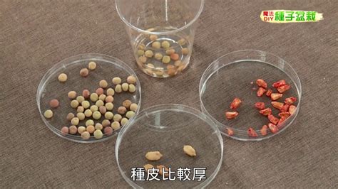 怎麼栽|種子盆栽DIY教學